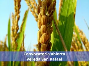 Convocatoria abierta para la recepción de cotizaciones destinadas a la preparación de un lote de 1 hectárea para la siembra de cultivo de arroz