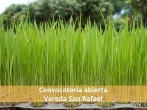 Convocatoria abierta para la recepción de la recepción de cotizaciones destinadas al trasplante de una (1) hectárea de plántulas de arroz en la vereda San Rafae
