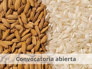 Convocatoria abierta para contratar la compra de semilla de arroz variedad Fedearroz 67